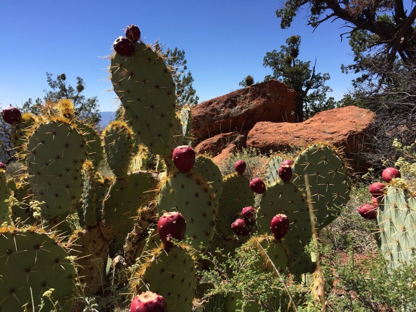 prickly pear cactus on Bear Mountain Trail, Sedona AZ