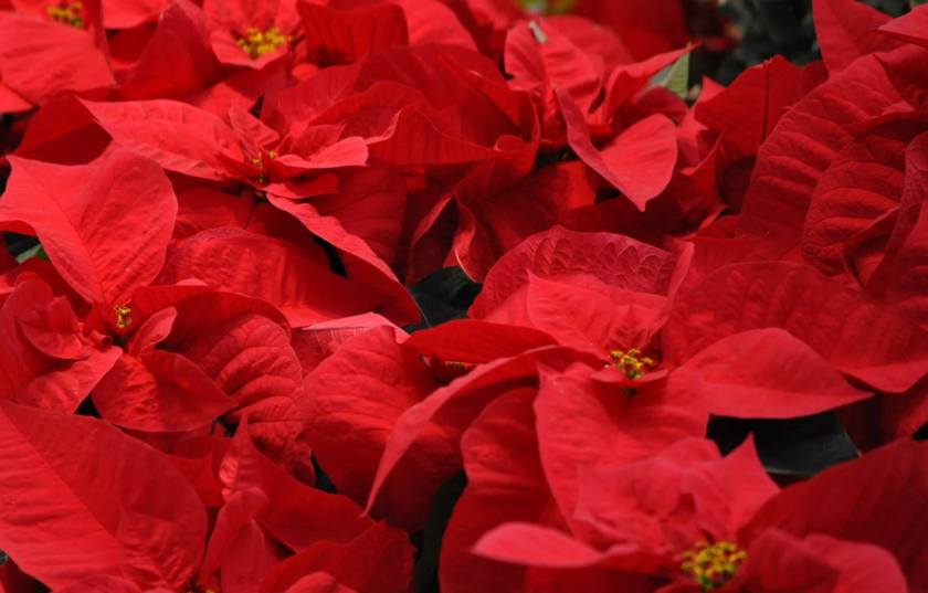 holiday inspiration - poinsettias by Peter Miller