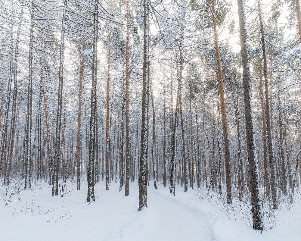 snowy-forest-by-michail-prohorov