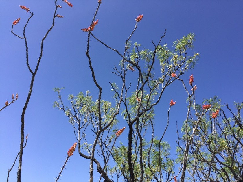 ocotillo in Big Bend NP - inspiration for association community learning