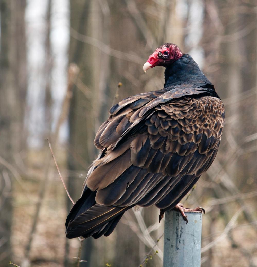 vulture by dev-leigh-449906