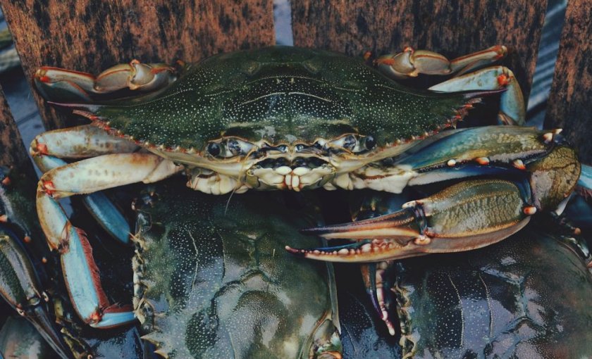 Free professional development resources and events for CAEs, association staff and others in the association community