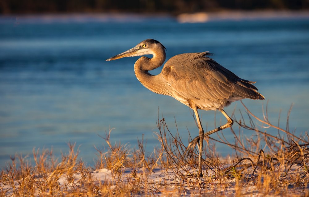 Free professional development resources and events for CAEs, association staff and others in the association community