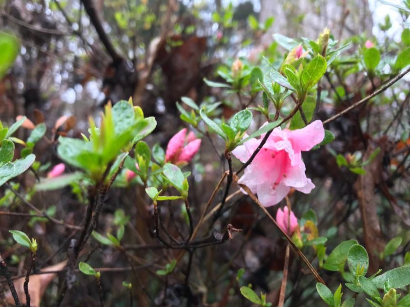 azalea buds - Free professional development resources and events for CAEs, association staff and others in the association community