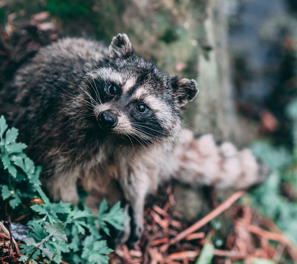 Free professional development resources and events for CAEs, association staff and others in the association community