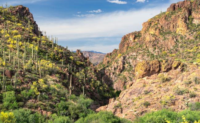 Saguaro cacti in the hilly Arizona desert - inspiration for free educational resources and events for the association management community