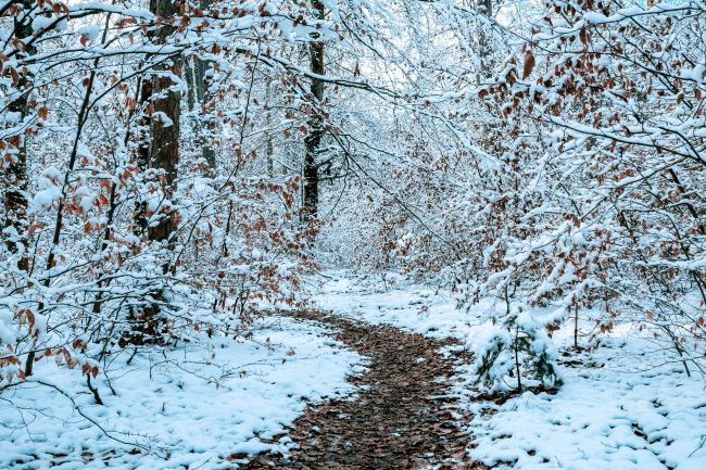 Leaf-strewn path in the snowy woods to inspire you down the path of free educational resources and events for the association management community