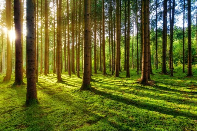 Rays of the morning sun coming through the trees – inspiration for a weekly list of free educational events and resources for the association community