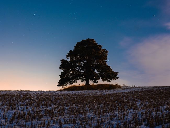 Peaceful image of a lone vibrant tree in a snowy field against a sky at sunrise – inspiration for free educational events and resources for the association management community