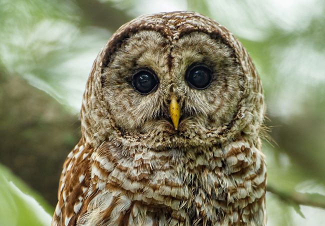head of a barred owl – inspiration for a weekly list of free educational events and resources for the association community