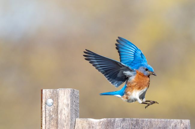 Eastern Bluebird landing on a fence rail – inspiration for a weekly list of free educational events and resources for the association community