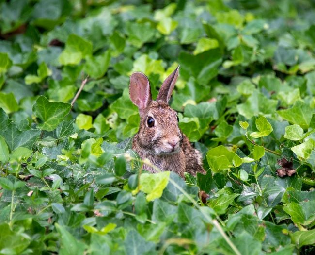 brown bunny in the ivy – inspiration for a weekly list of free educational events and resources for the association community