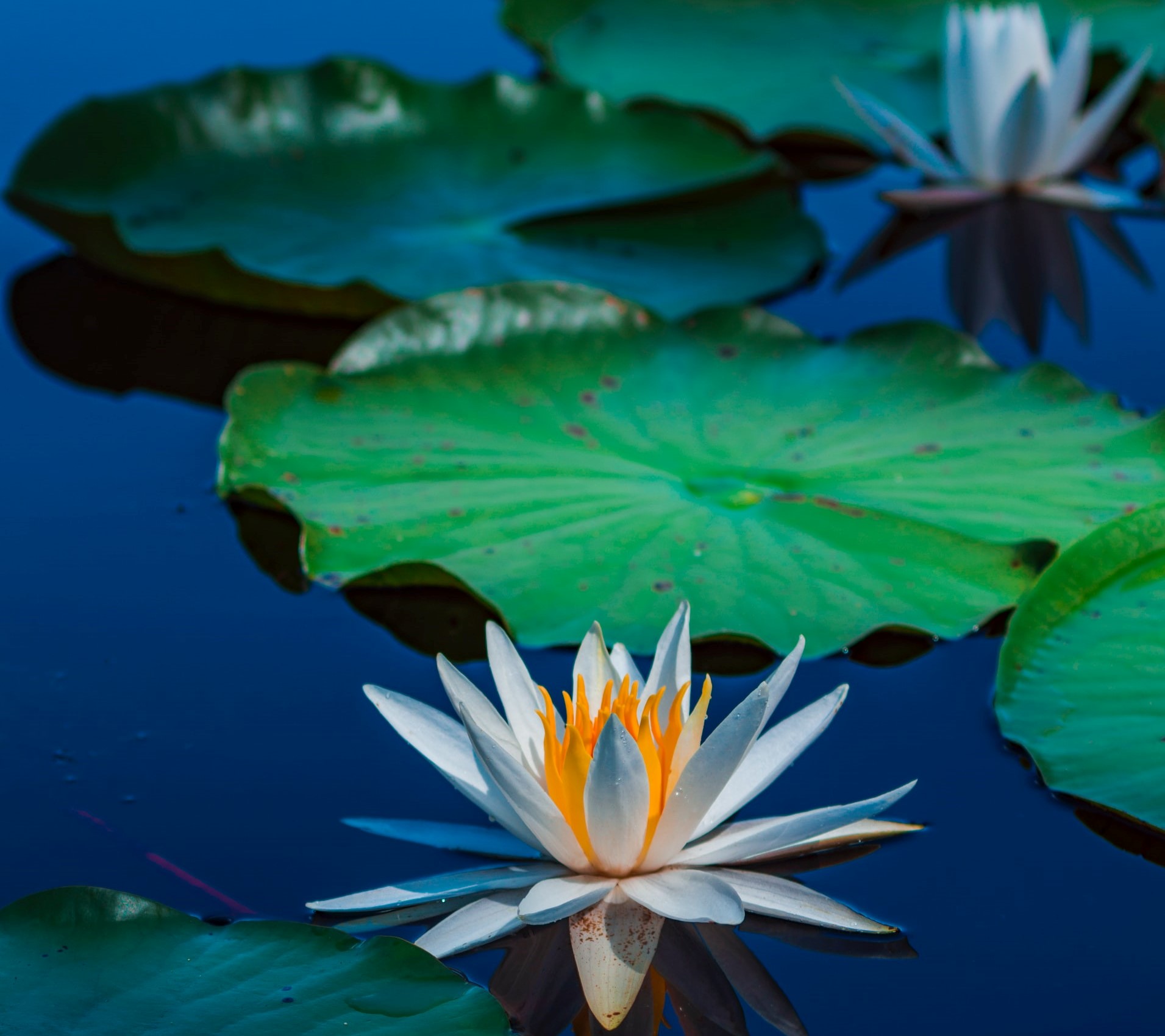 lotus blossom and lily pads on still blue water – inspiration for a weekly list of free educational events and resources for the association community