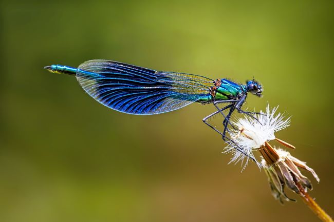 blue dragonfly on a puffy dandelion stem - – inspiration for a weekly list of free educational events and resources for the association community