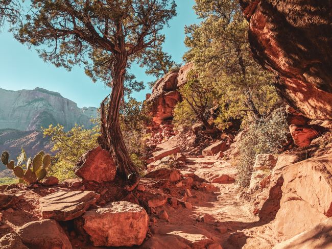 trail in Zion National Park – inspiration for a weekly list of free educational events and resources for the association community