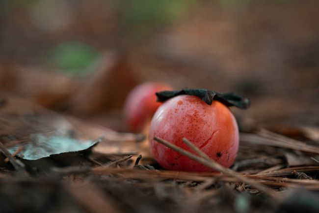 wild persimmons on the ground – inspiration for a weekly list of free educational events and resources for the association community