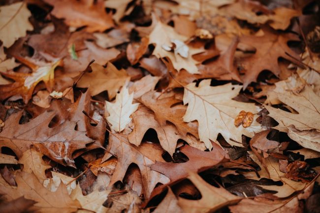 fall leaves, mostly brown oak leaves, on the ground - – inspiration for a weekly list of free educational events and resources for the association community