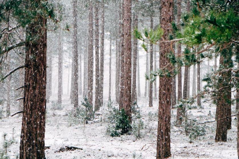 The trunks of pine trees in a snowy forest – inspiration for a weekly list of free educational events and resources for the association community