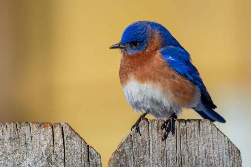 Eastern bluebird sitting on the top of a fence – inspiration for a weekly list of free educational events and resources for the association community