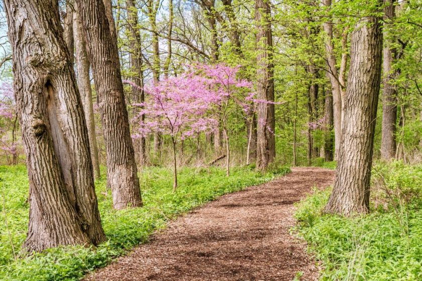 trail through the spring woods – inspiration for my weekly list of free educational events and resources for the association community