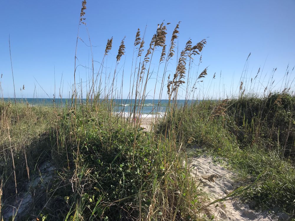 view of Salter Path beach from the path through the dunes– inspiration for my weekly list of free educational events and resources for the association community