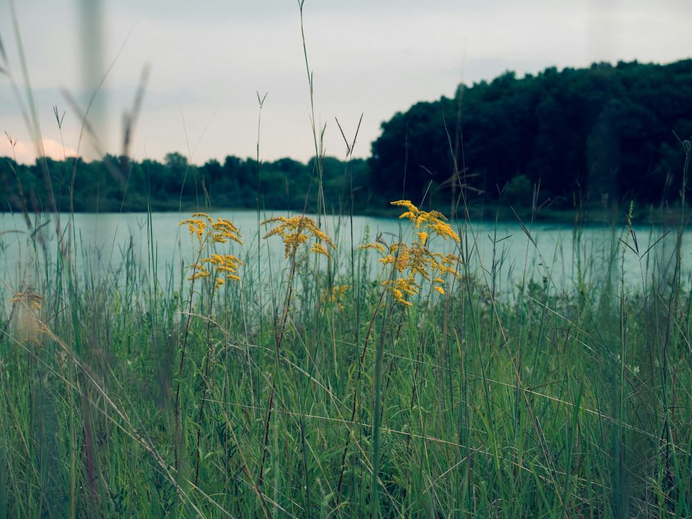 sunset view of a calm lake bordered by a forest with yellow flowers in tall grass in the foreground – inspiration for my weekly list of free educational events and resources for the association community