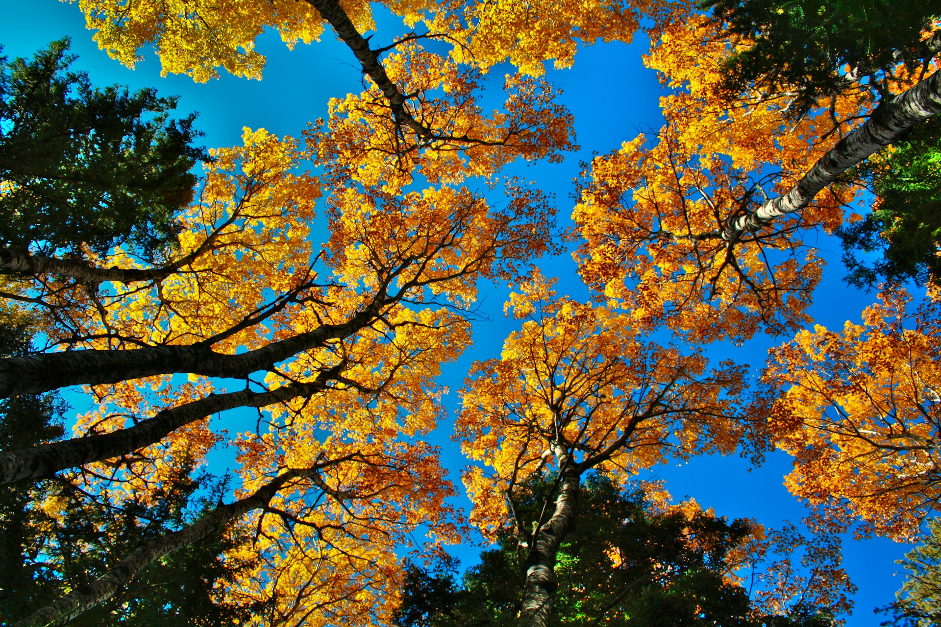 looking up from underneath at the crowns of trees, some with golden leaves while others are still green, all under a brilliant blue sky – inspiration for my weekly list of free educational events and resources for the association community