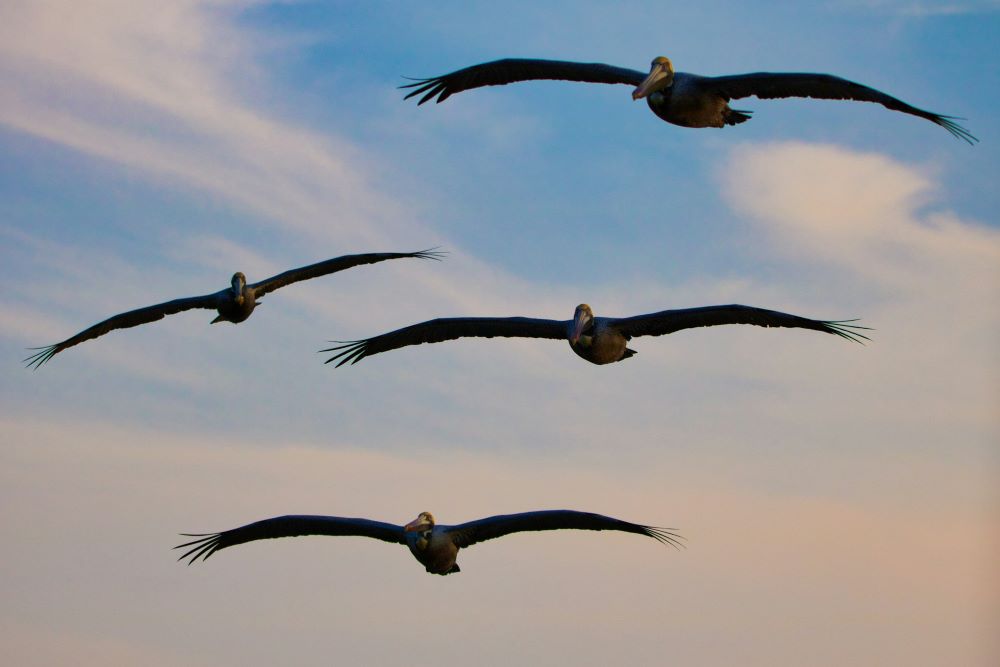 four pelicans in flight against a cloudy blue sky – inspiration for my weekly list of free educational events and resources for the association community