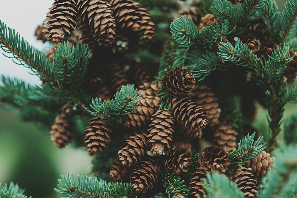 large pinecones on pine tree branches – inspiration for my weekly list of free educational events and resources for the association community