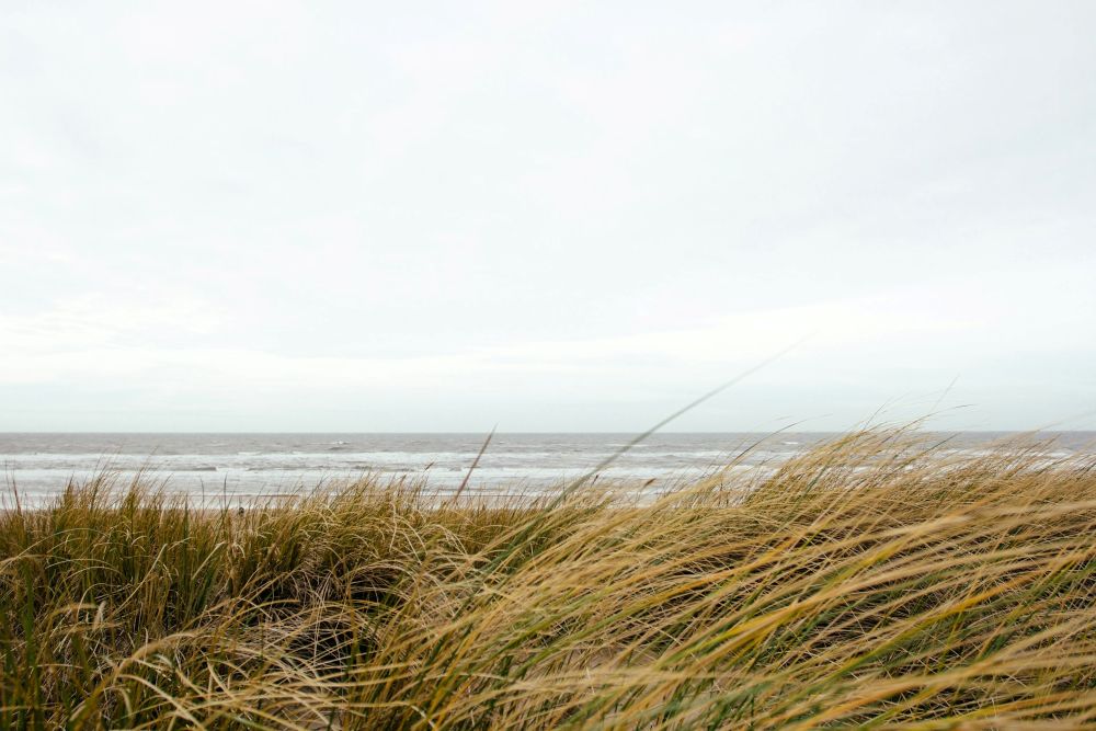 looking out over tall brown grass to the ocean on a gray day