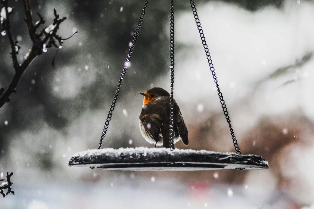 plump russet-bellied bird perched on a feeder hanging from a tree while the snow comes down