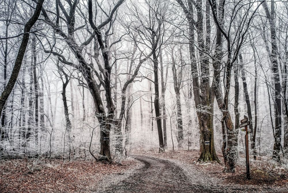 ice-covered trees and bushes in a forest with a trail going off into the distance under a gray sky – inspiration for my weekly list of free educational events and resources for the association community