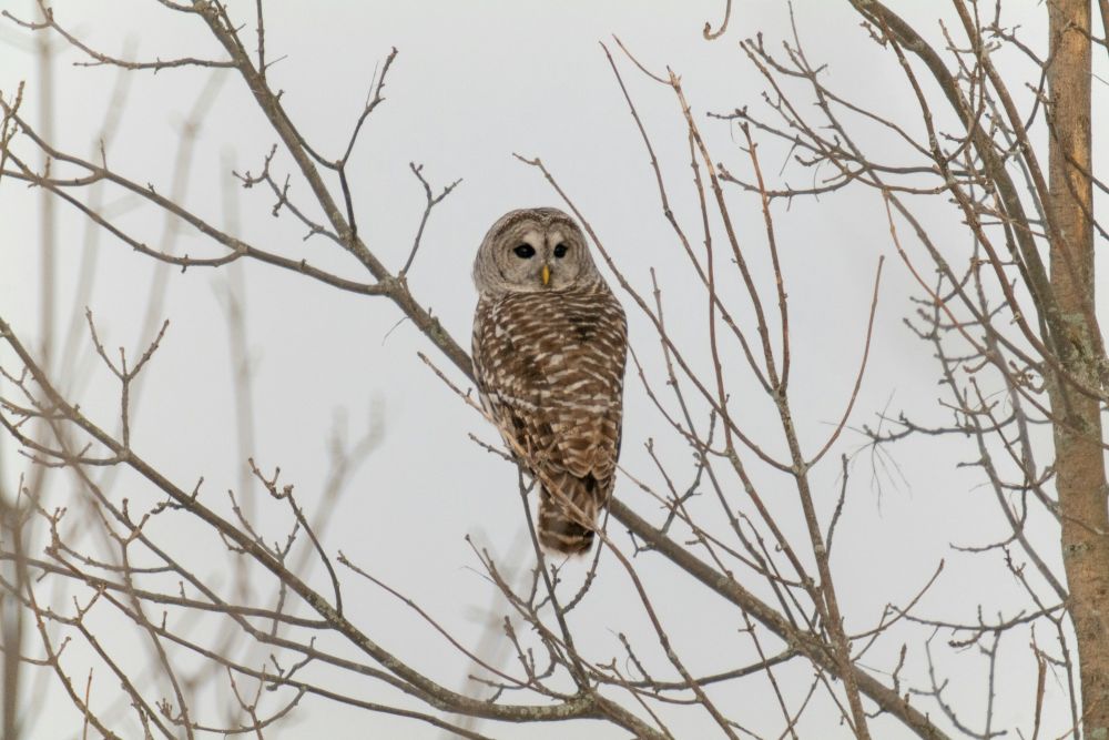 barred owl perched in a tree with bare branches against a gray winter sky