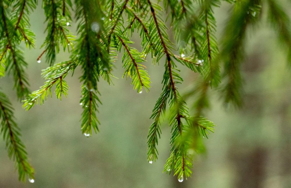 close-up of a pine tree branch dripping rain water