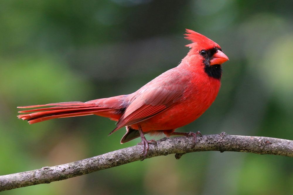 male cardinal perched on a branch