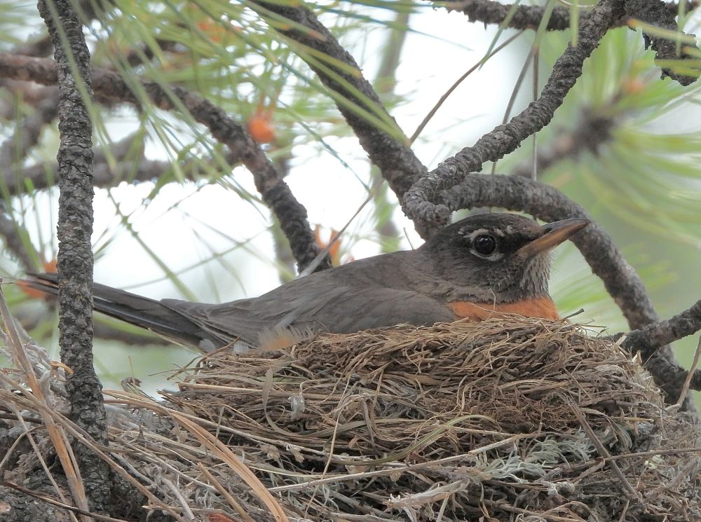gray bird in a nest on a pine tree branch