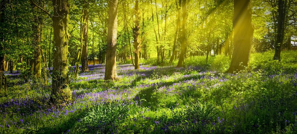 a field of tiny flowers in the forest lit by slanted sunbeams