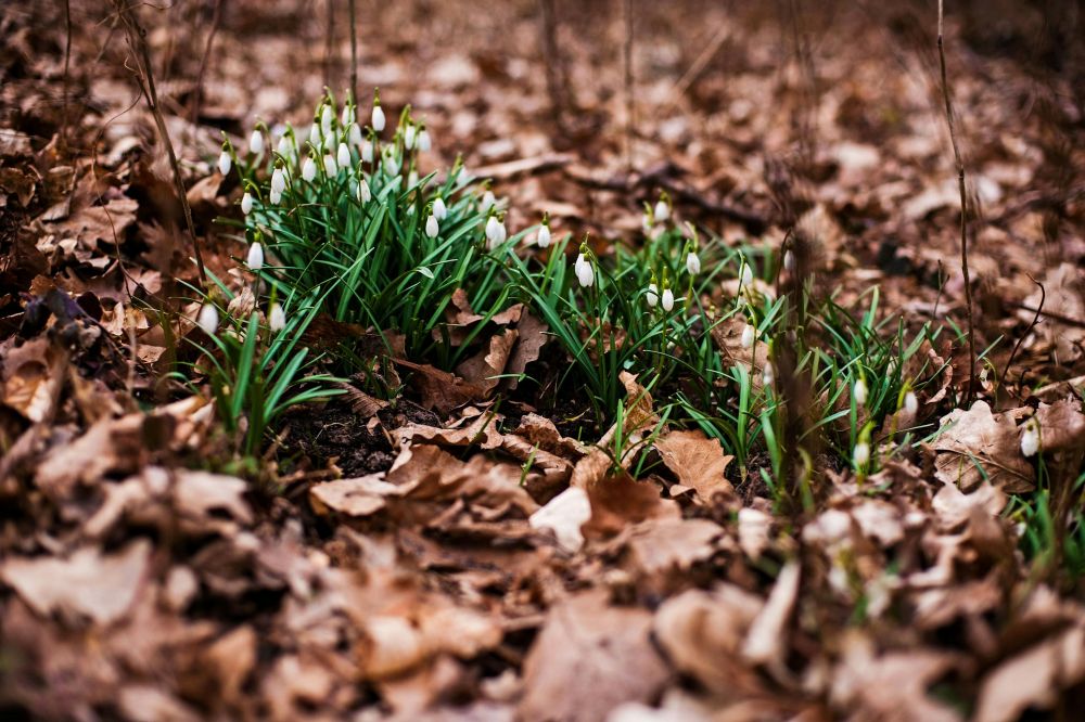 snowdrops blooming amidst fallen brown leaves