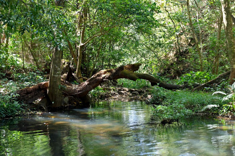 a creek running under a fallen log in the forest