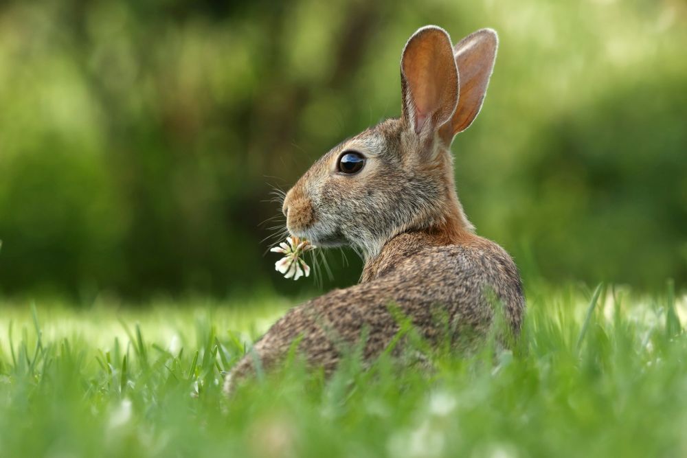 brown rabbit eating clover in the grass