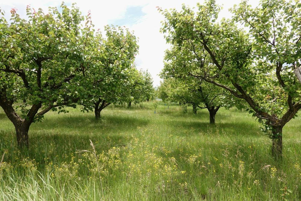 an orchard of trees in a grassy field