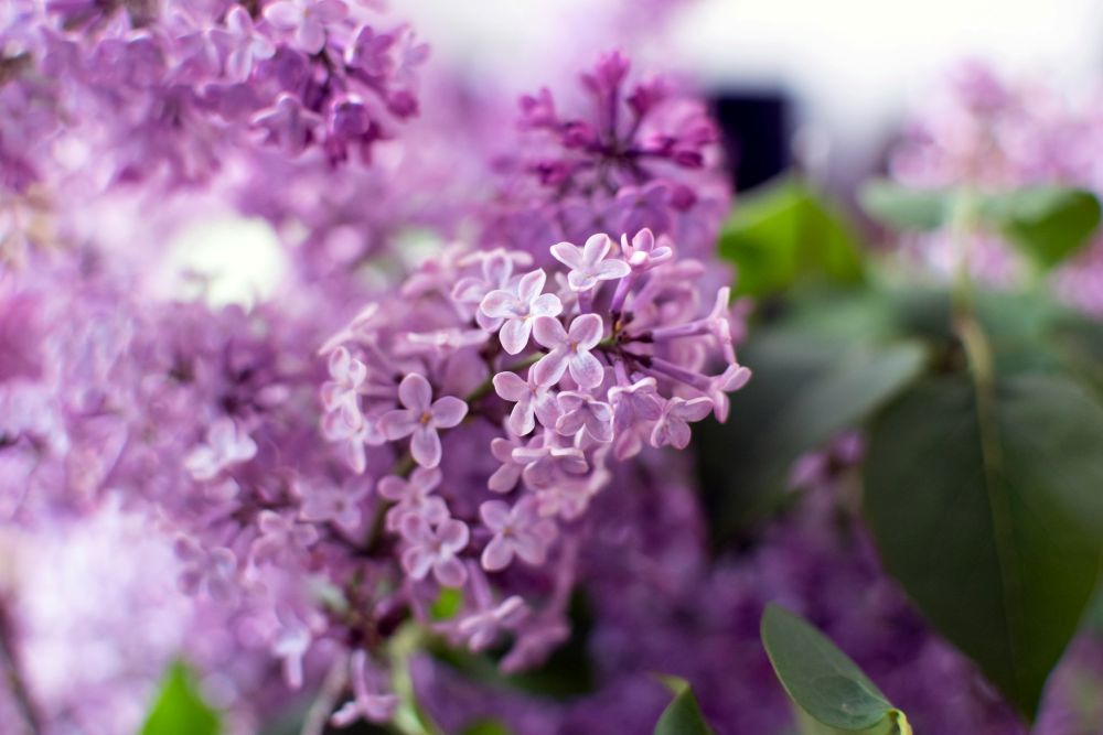 close-up of lilac flowers