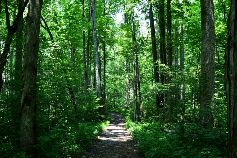 a spot of sunshine landing on a shaded trail in the green woods