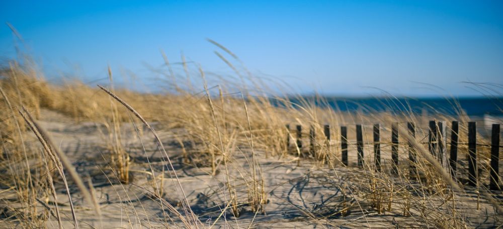 windy day at the beach with dune grass and wooden fence in the foreground