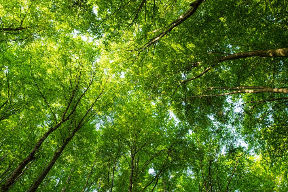 looking up at a panorama of green-leaved trees with the sky barely visible