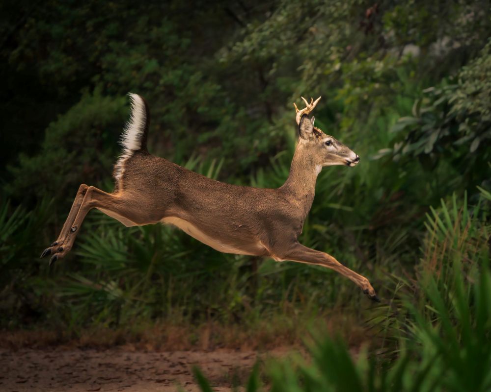 white-tailed deer stag leaping through the dark woods
