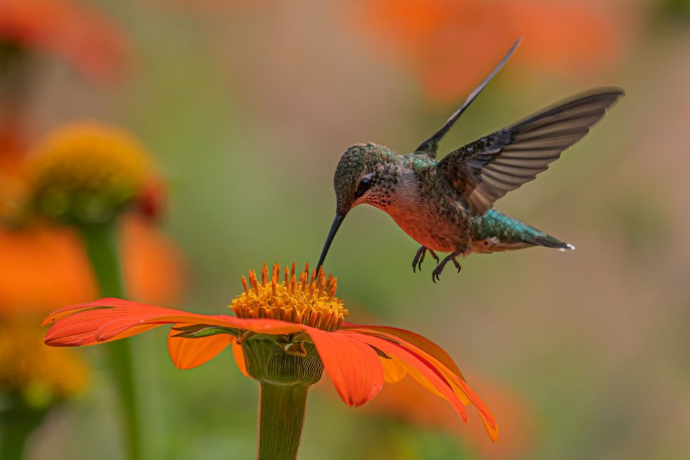 hummingbird hovering over an orange flower