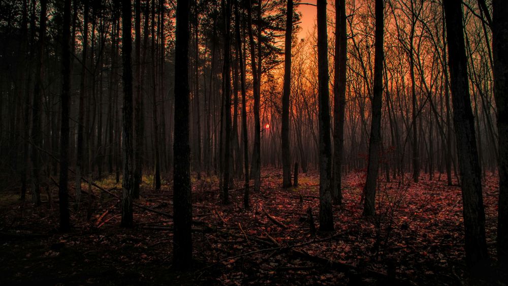 tall bare tree trunks in a dark forest lit up by the setting sun