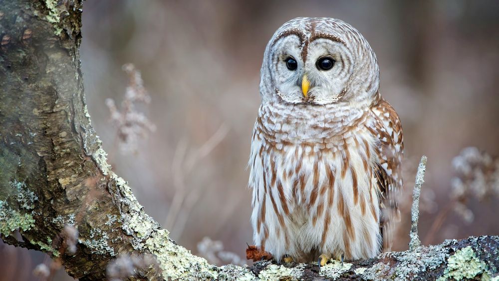 barred owl on lichen-covered tree branch