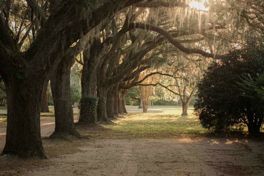sun-dappled path lined with large oak trees with Spanish moss